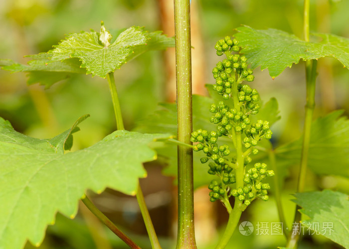 绿色的葡萄花照片 正版商用图片07vsda 摄图新视界 绿色的葡萄花照片 正版商用图片07vsda 摄图新视界