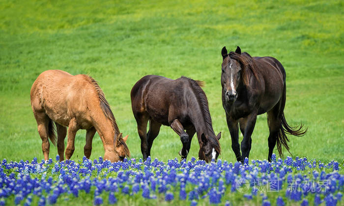三匹马在德州 bluebonnets 在春季放牧