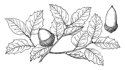 这似乎是水果的帽子 (坚果), 复古线条画或雕照片