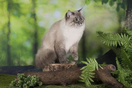 森林里的西伯利亚猫