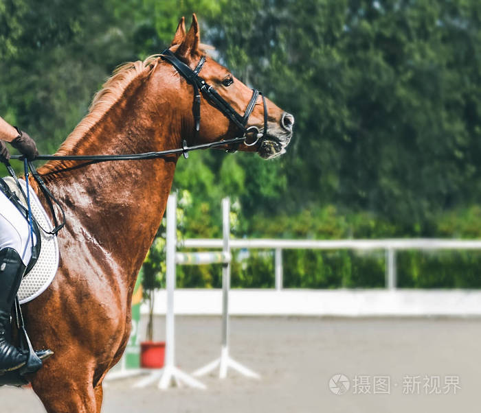 马术运动背景.马术 showjumping 中的马术马