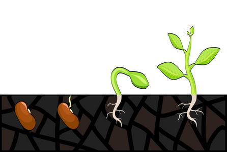 动画片种子发芽一只手发芽种子的图标从种子和发芽到收获的萝卜生长
