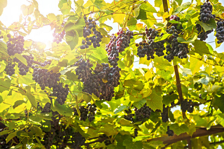 葡萄园在夕阳下秋收。秋天成熟的葡萄, 葡萄品种伊莎贝尔