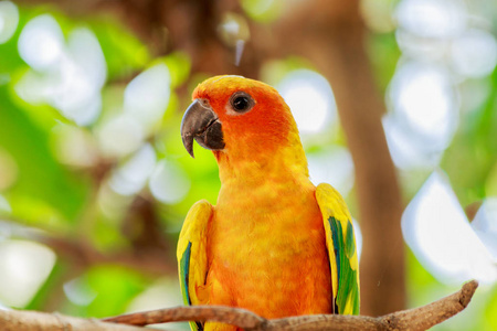 太阳鹦鹉或太阳 Conure 鹦鹉在树上