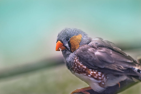 可爱五颜六色的太阳 Conure 鹦鹉鸟在树枝上