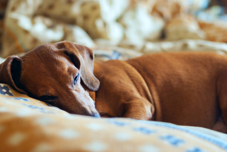 在室内休息的老狗图片