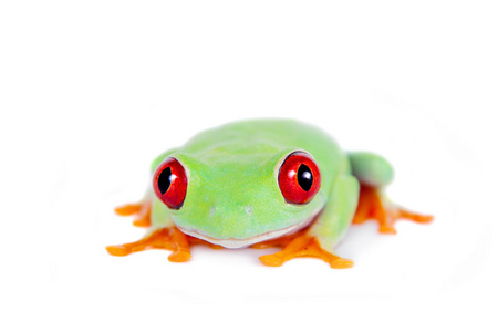 美丽红眼树蛙在白色背景上