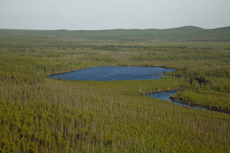 西伯利亚针叶林中的湖泊图片