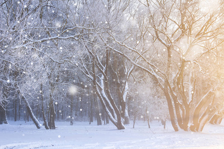 雪中结冰的树木。冬季自然景观。圣诞节背景