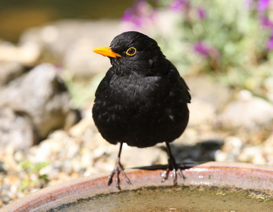 欧亚周杰伦黑鸟鸫茹一只乌鸟给她的小狗喂食黑鹂-男性常见的画眉鸟鸫
