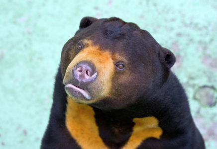 喜马拉雅棕熊
