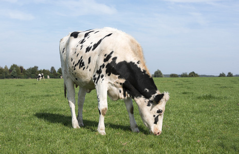 黑色和白色的牛在绿色的草地放牧