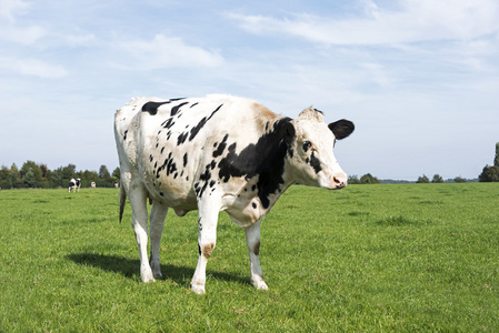 黑色和白色的牛在绿色的草地放牧