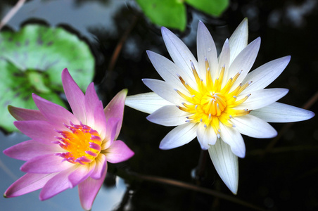 水中百合鲜花