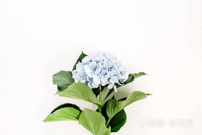 蓝色绣球花在白色背景 平躺 顶部视图照片 正版商用图片07wbm9 摄图新视界 蓝色绣球花在白色背景 平躺 顶部视图照片 正版商用图片07wbm9 摄图新视界
