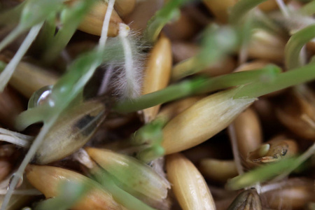 幼芽的燕麦为猫在冬季发芽, 以改善消化和作为维生素和酶的来源。绿草滴露水