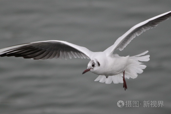 飞海鸥