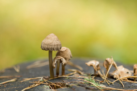 在老树桩上的蘑菇图片