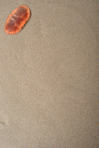 螃蟹上砂纹理图片