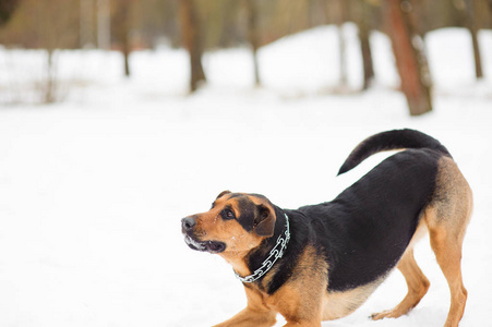 快乐的狗在冬雪中奔跑
