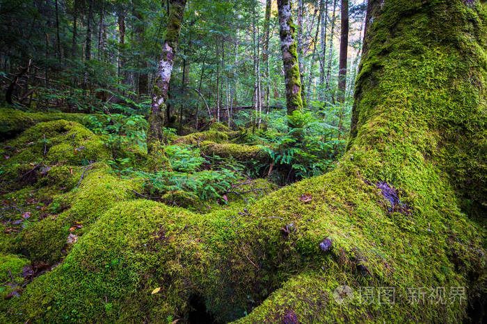 白金的苔藓和绿色森林没有艾克长野