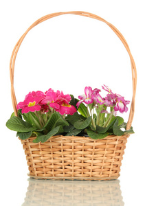 美丽粉红色报春花属植物在篮子里上白色, 隔离