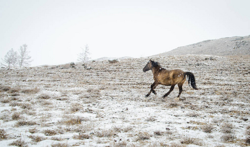 冬天在雪地里奔跑马