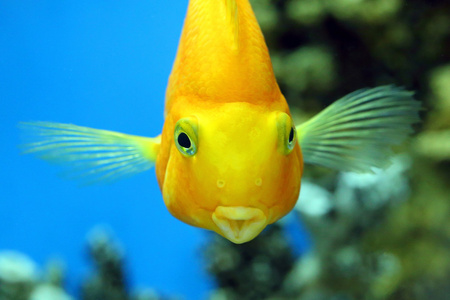 鹦鹉鱼海滩上的死鹦鹉鱼红海美丽珊瑚礁上生锈的鹦鹉鱼彩色玻璃图案的