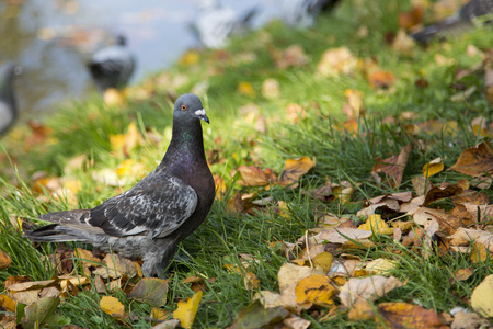 天鸽座维娅图片
