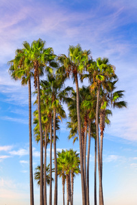高垂直棕榈树