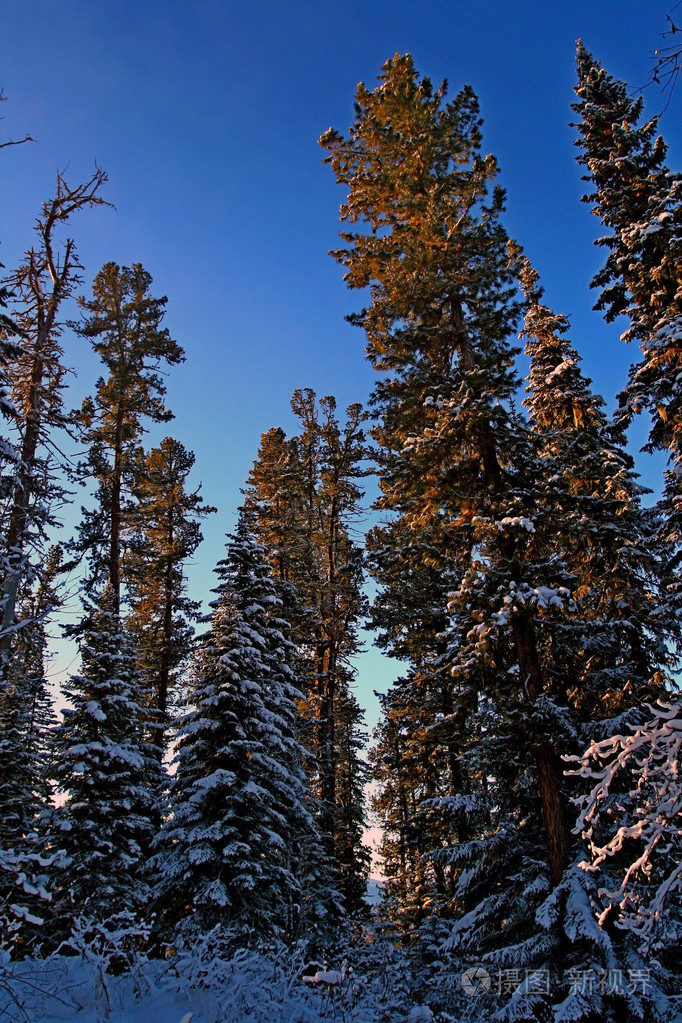 萨彦岭山区冬季西伯利亚山针叶林地带