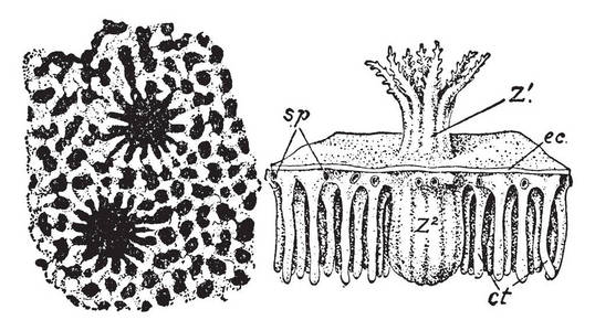 这个插图代表 Heliopora 犁头胜景的殖民地, 复古线条画或雕刻插图