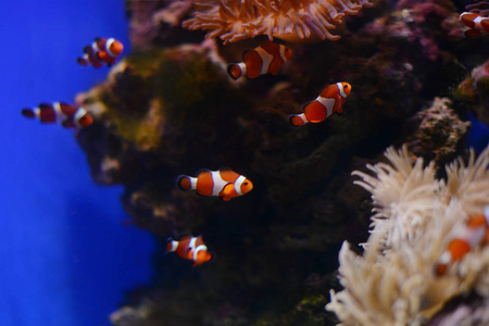 海海葵和小丑鱼在海洋水族馆。蓝色背景