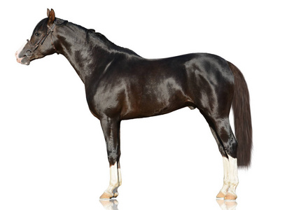 棕色的强大阿拉伯种马站在白色背景上孤立。侧面视图