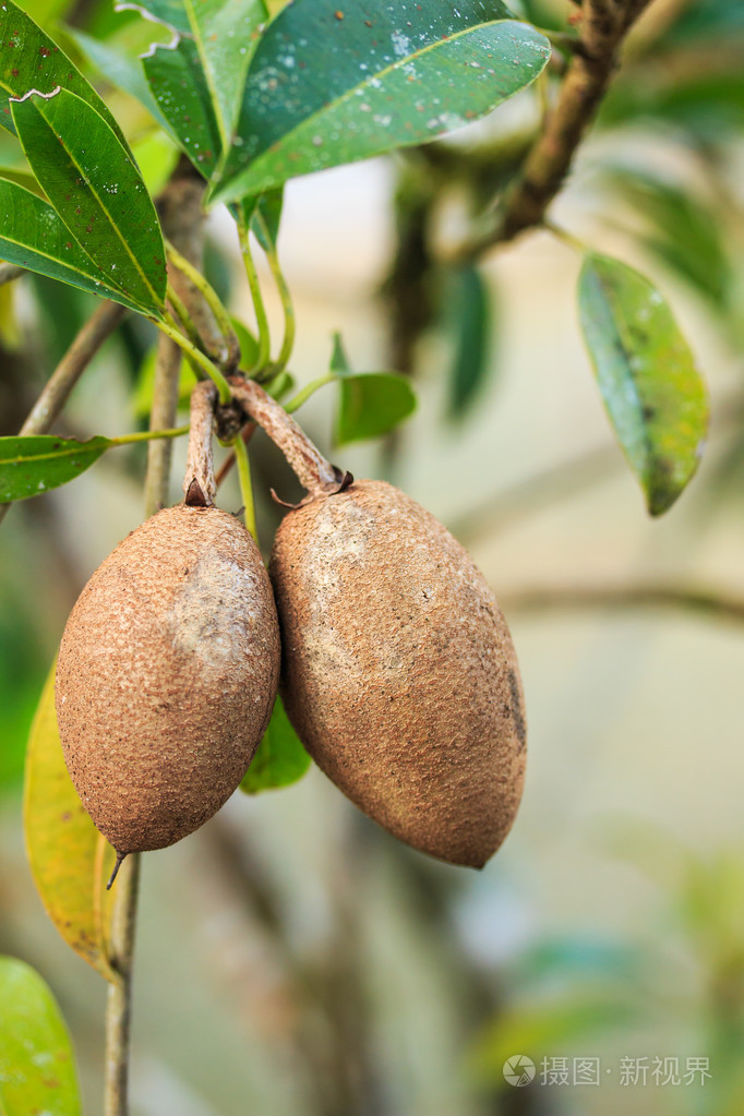 人心果照片-正版商用图片07wlsh-摄图新视界
