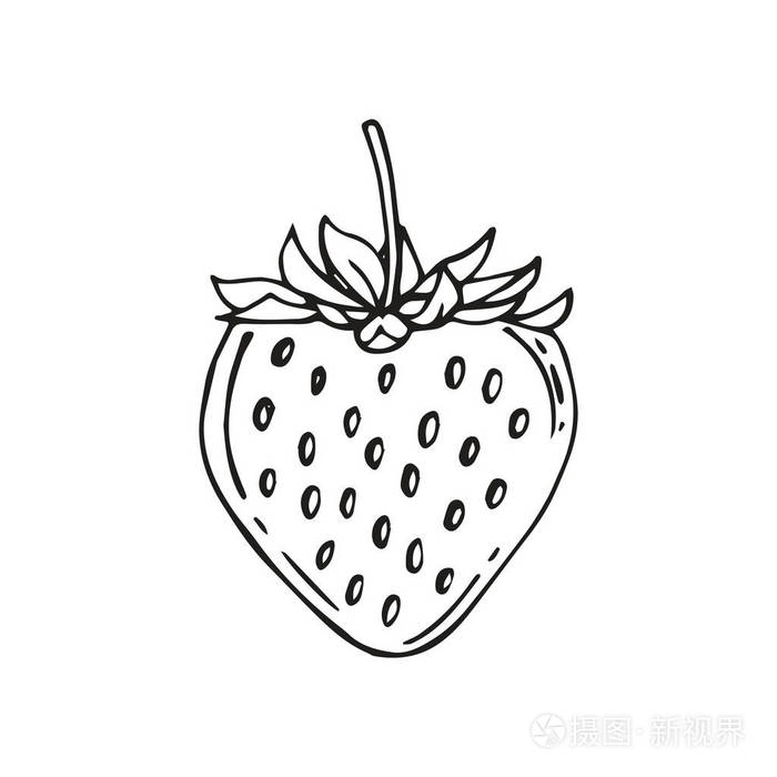 草莓果园或野生森林浆果分离素描