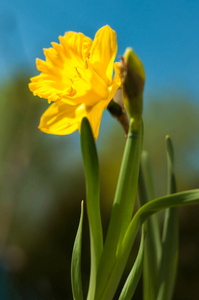 阳光明媚的春天, 草地上美丽的水仙花花