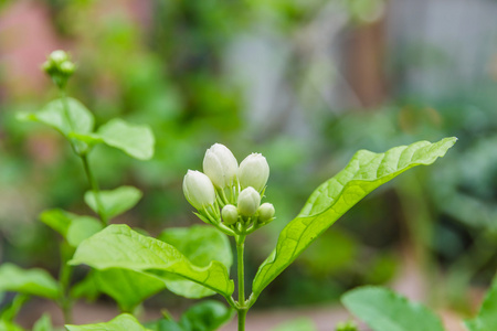 茉莉花