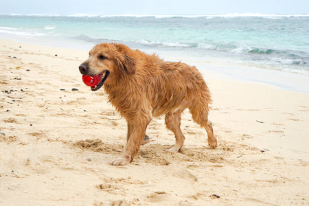 一个年轻漂亮的金发女郎在泳衣上漫步在沙滩上, 身后是一只狗一只金毛猎犬