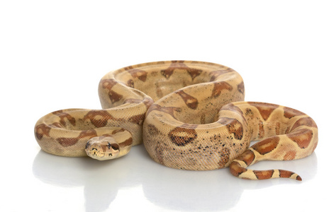 宠物海波低亚钠中美洲蟒蛇照片