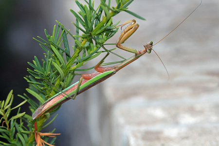 祈祷螳螂这种棕色和绿色祈祷螳螂 螳螂菩提树 是竹节虫,这悬挂在旁边