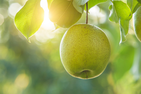 梨果实在树上照片