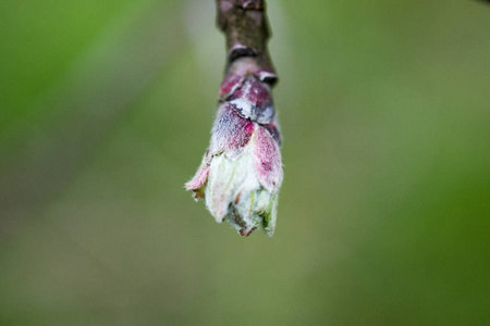 苹果芽在一个果园在4月