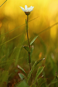 小雏菊花