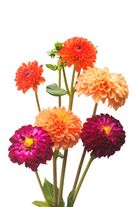 美丽的橙色和粉色花束大丽花宏自然之花