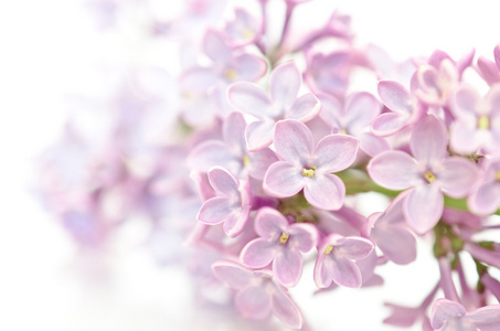 紫色丁香的花开处处香