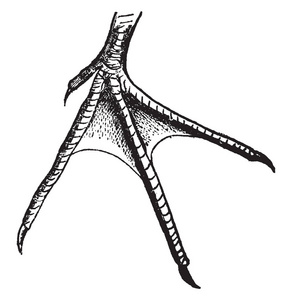 蹼脚半网状脚的矶鹬, 通常更远之间的内外, 复古线条画或雕刻插图照片