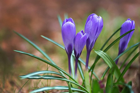 紫番红花花