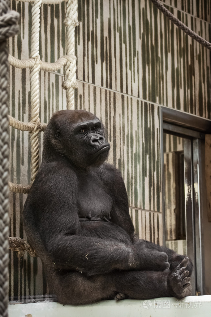 西部低地大猩猩圈养难过的表情