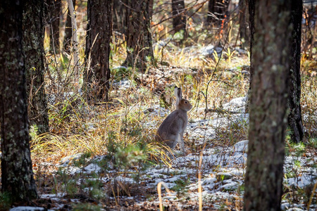 兔子在森林里图片